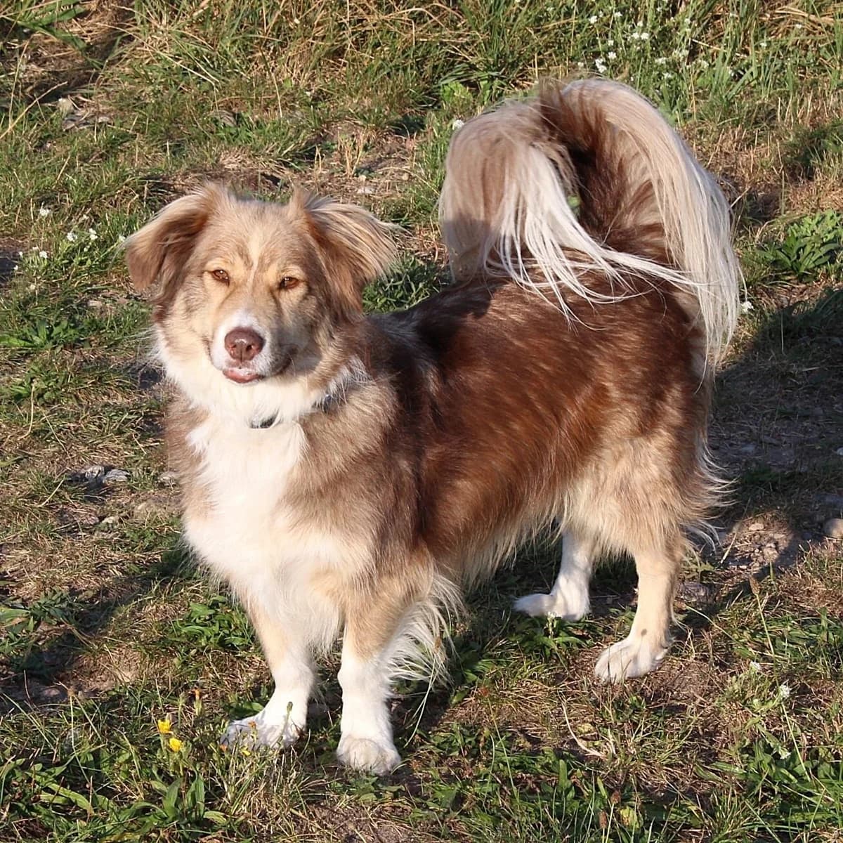Noel, braun male senior Mixed Breed for adoption at Erika Kliemann-Tierheim (Prenzlauer Tierschutzverein)