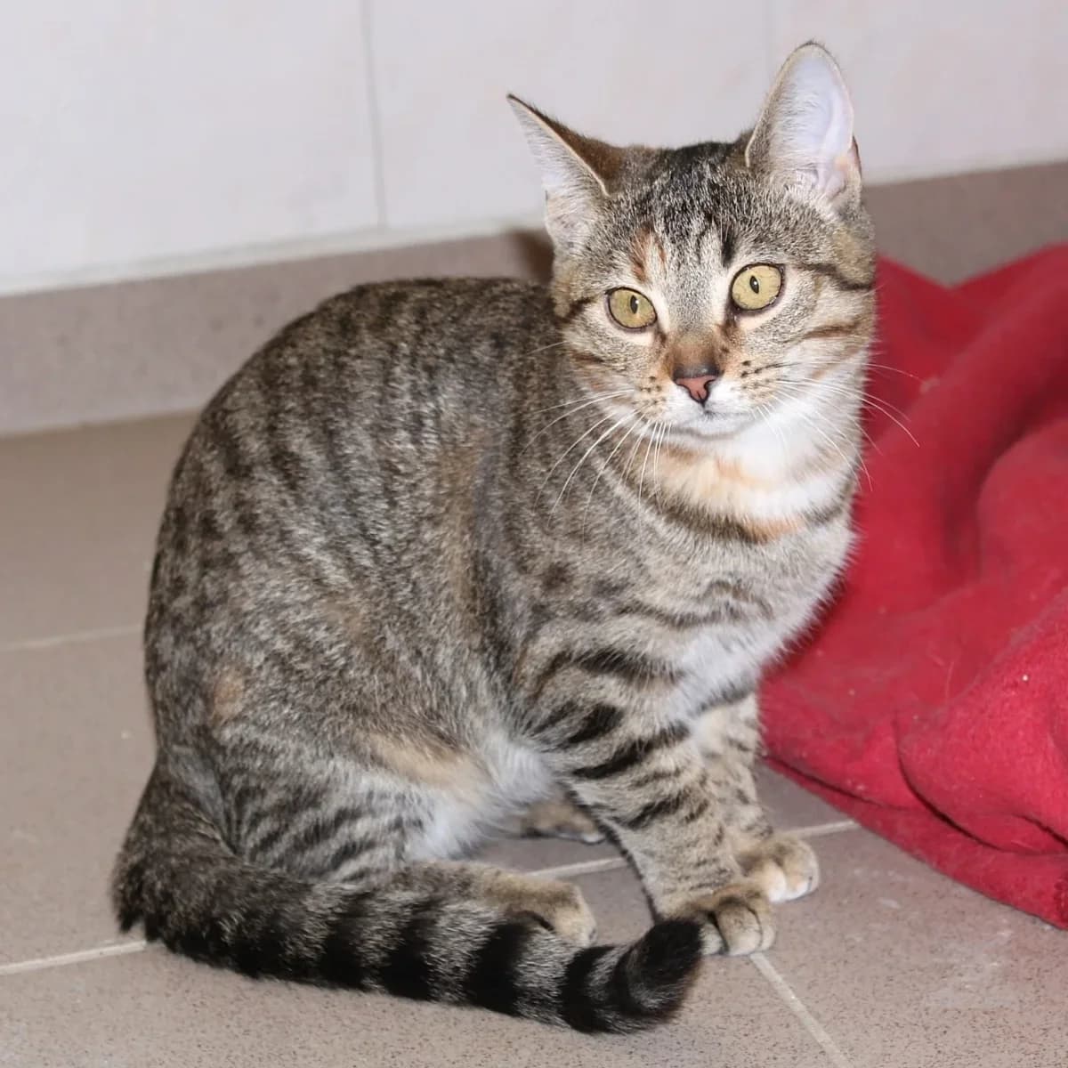 Roxane, female Mixed Breed for adoption at Erika Kliemann-Tierheim (Prenzlauer Tierschutzverein)