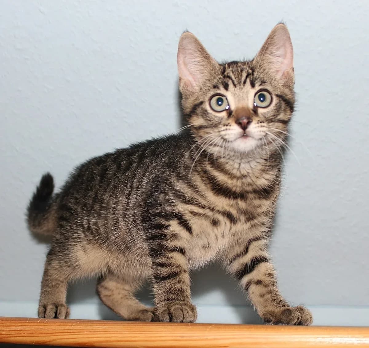 Sam, Mixed Breed for adoption at Erika Kliemann-Tierheim (Prenzlauer Tierschutzverein)