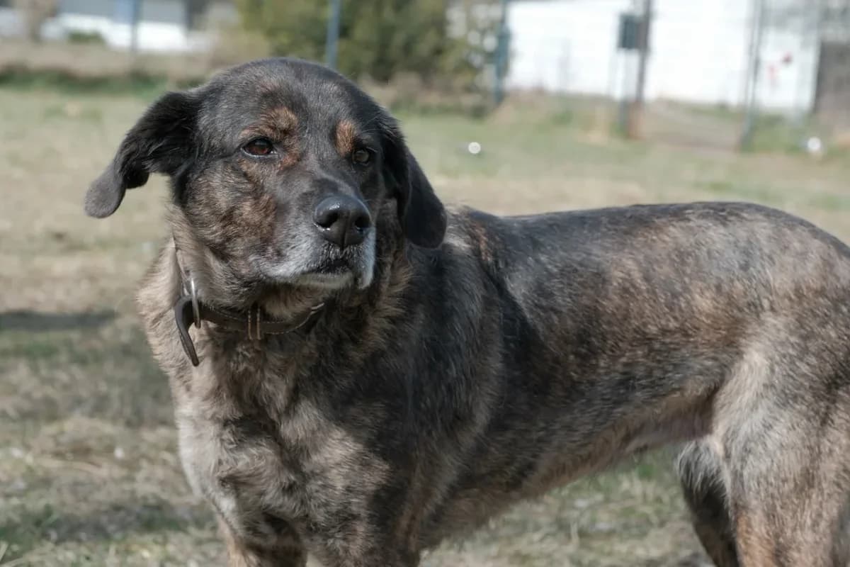 Gipsy, braun female 4yo Mixed Breed for adoption at Erika Kliemann-Tierheim (Prenzlauer Tierschutzverein)
