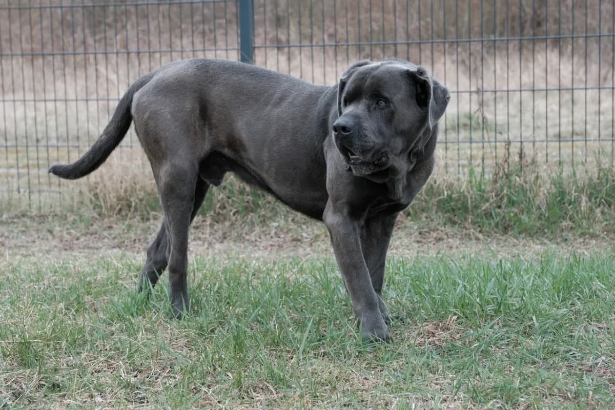 Gipsy, braun female 4yo Mixed Breed for adoption at Erika Kliemann-Tierheim (Prenzlauer Tierschutzverein)