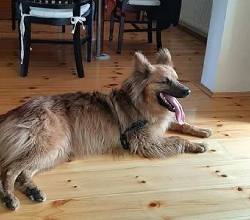 Ben, male senior Mixed Breed for adoption at Private Tierhilfe Sachsen e.V., Glauchau