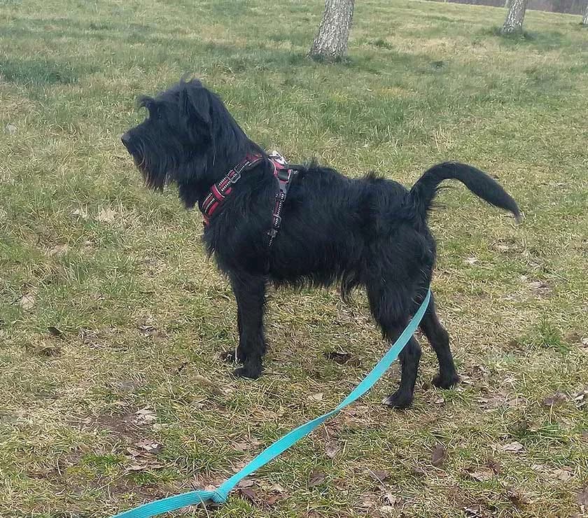 Eddi sucht ein Zuhause, male 7yo Mixed Breed for adoption at Private Tierhilfe Sachsen e.V., Glauchau