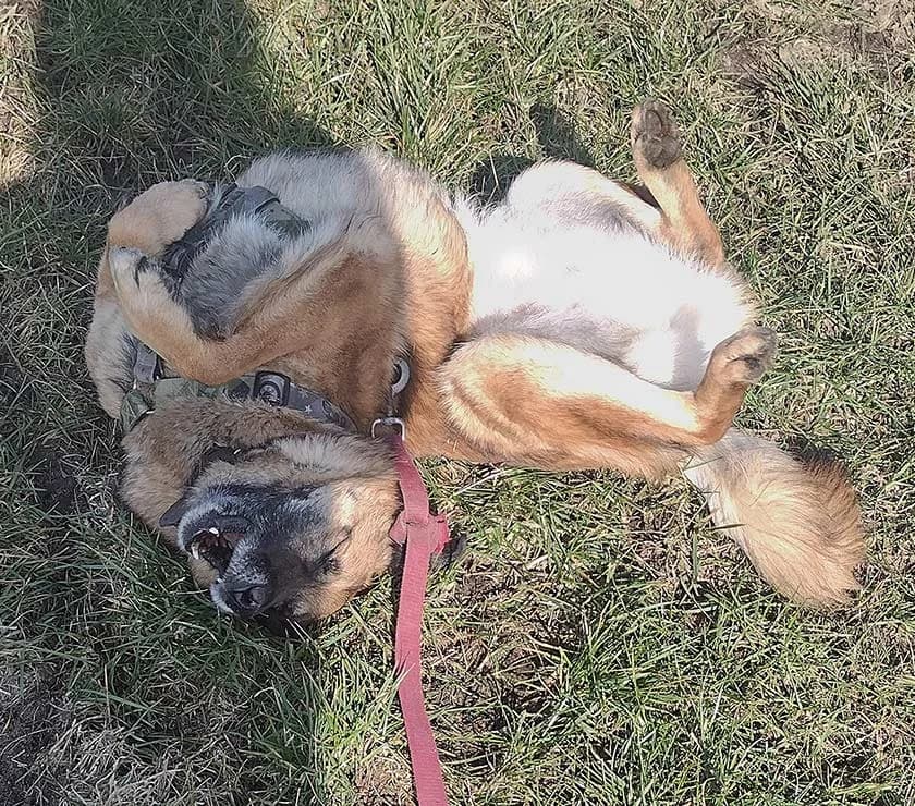 Elroy, male senior Mixed Breed for adoption at Private Tierhilfe Sachsen e.V., Glauchau