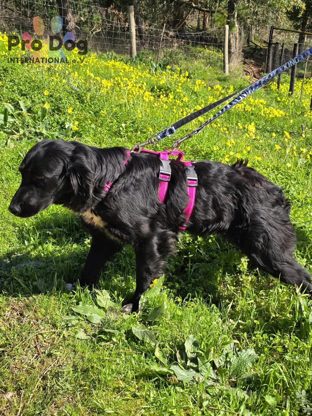 Yuka in Portugal, male young Mixed Breed for adoption at Pro Dog International e.V., Talkau