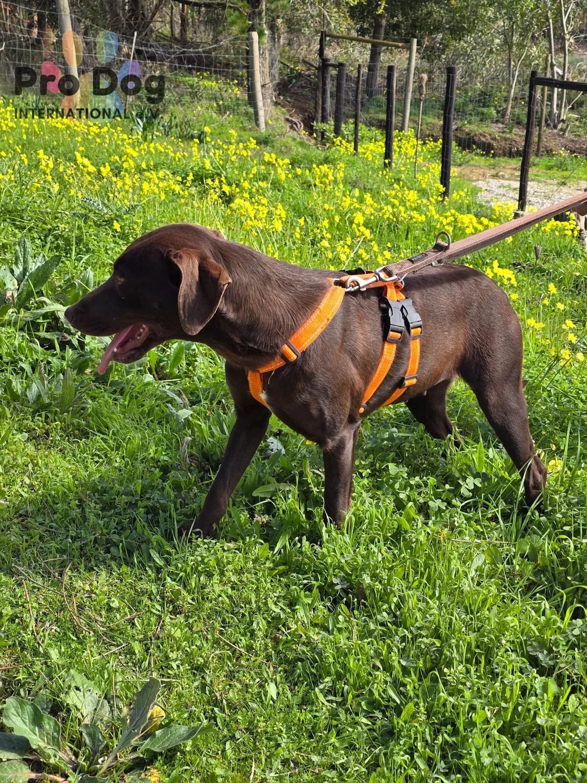 Moni in Portugal, male young Mixed Breed for adoption at Pro Dog International e.V., Talkau