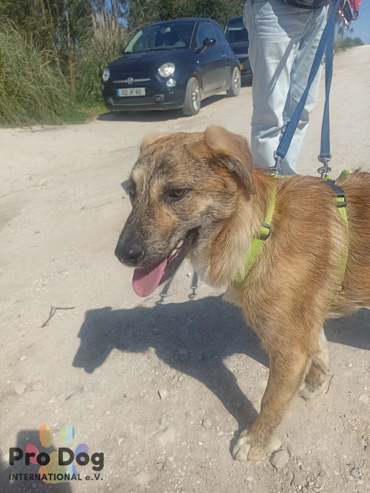 Tigre in Portugal, male young Mixed Breed for adoption at Pro Dog International e.V., Talkau