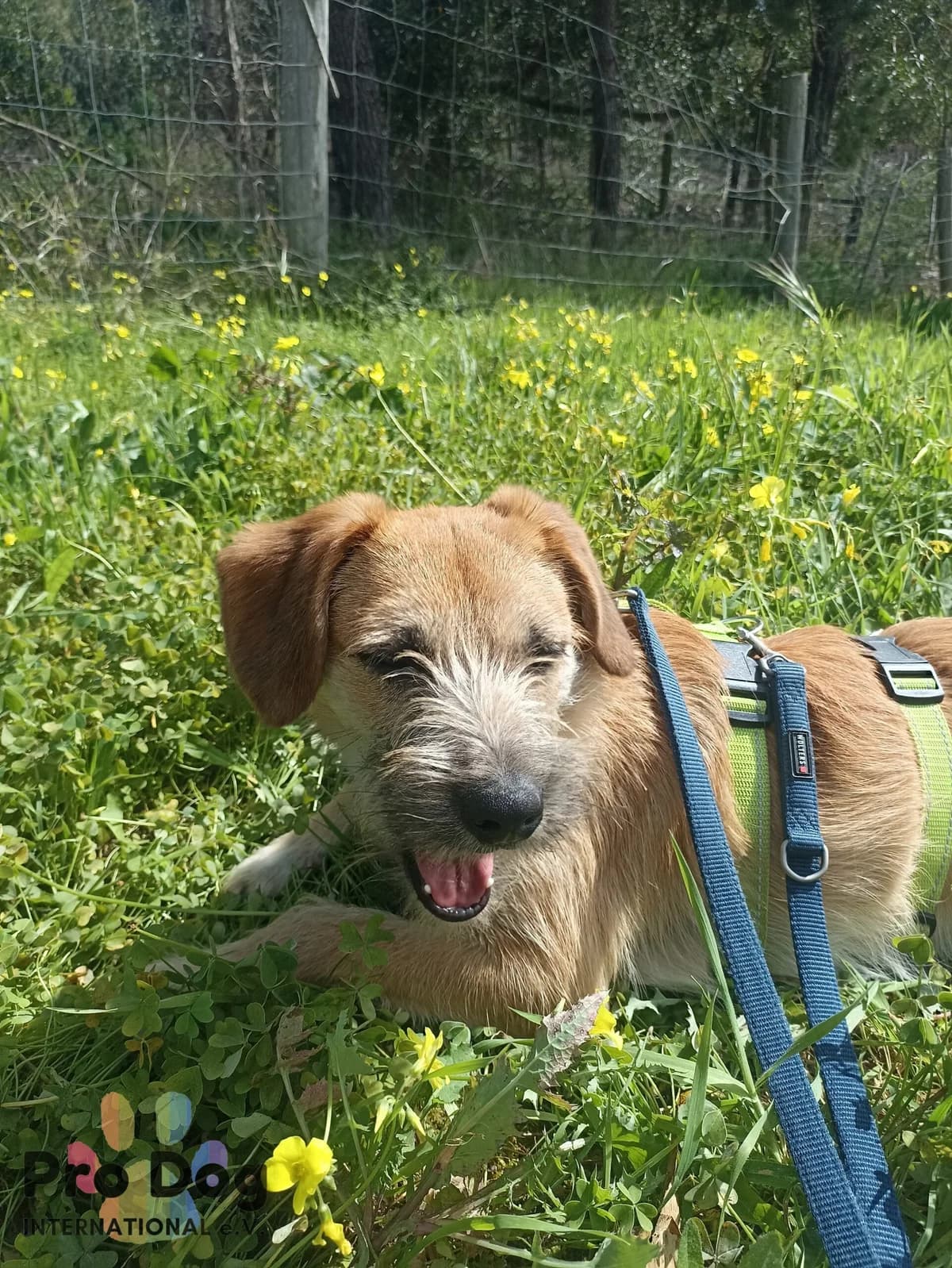 Tadeo in Portugal, male young Mixed Breed for adoption at Pro Dog International e.V., Talkau