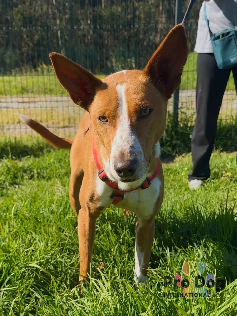 Zulu in Portugal, male young Mixed Breed for adoption at Pro Dog International e.V., Talkau