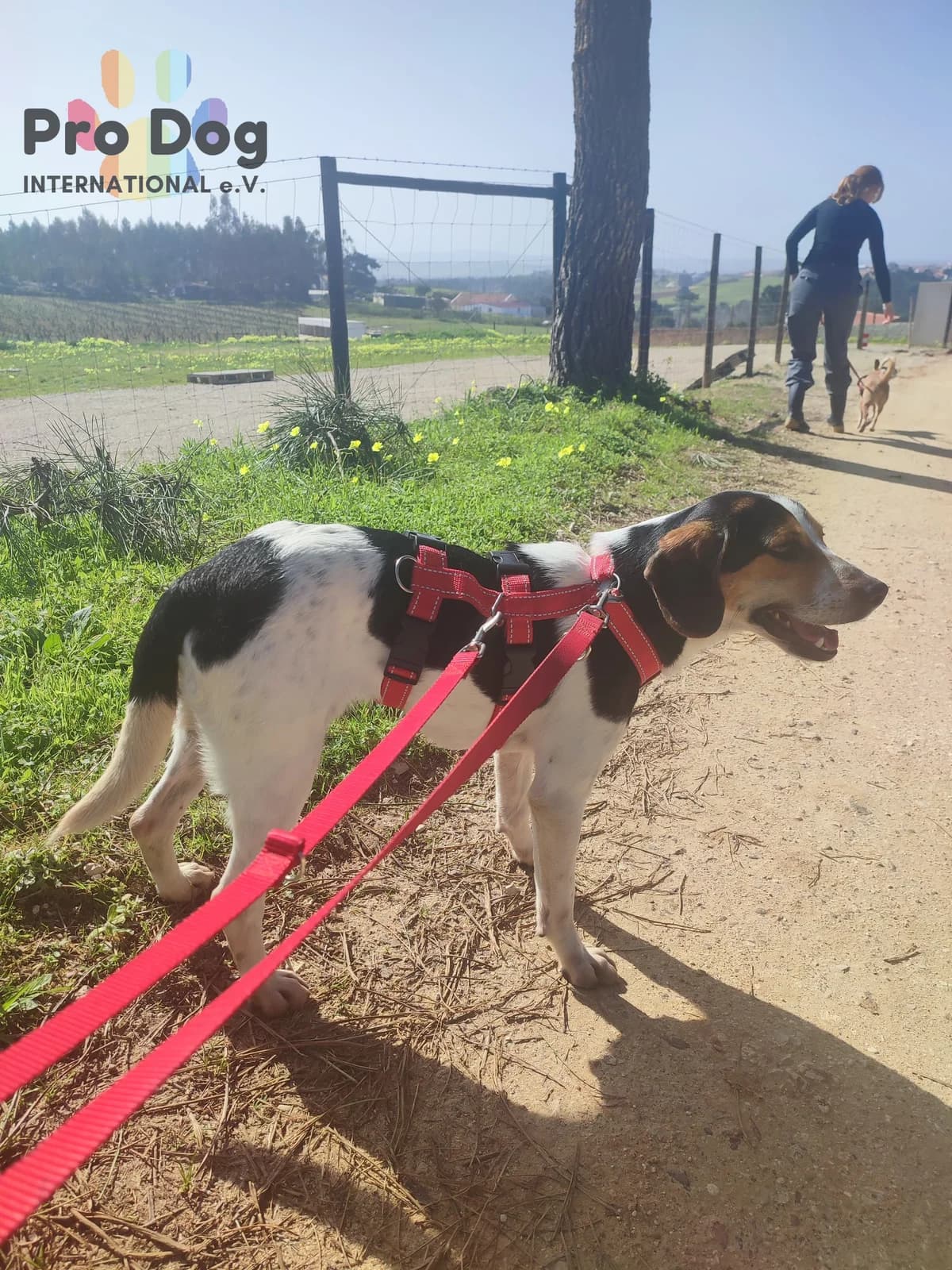 Snoopy in Portugal, male young Mixed Breed for adoption at Pro Dog International e.V., Talkau
