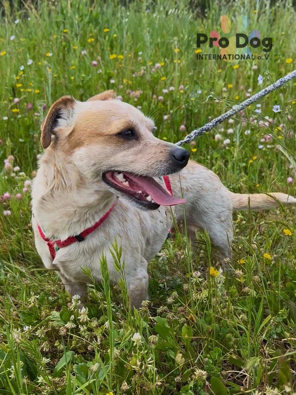 Trini auf Pflegestelle in 21493 Schwarzenbek, male 3yo Mixed Breed for adoption at Pro Dog International e.V., Talkau