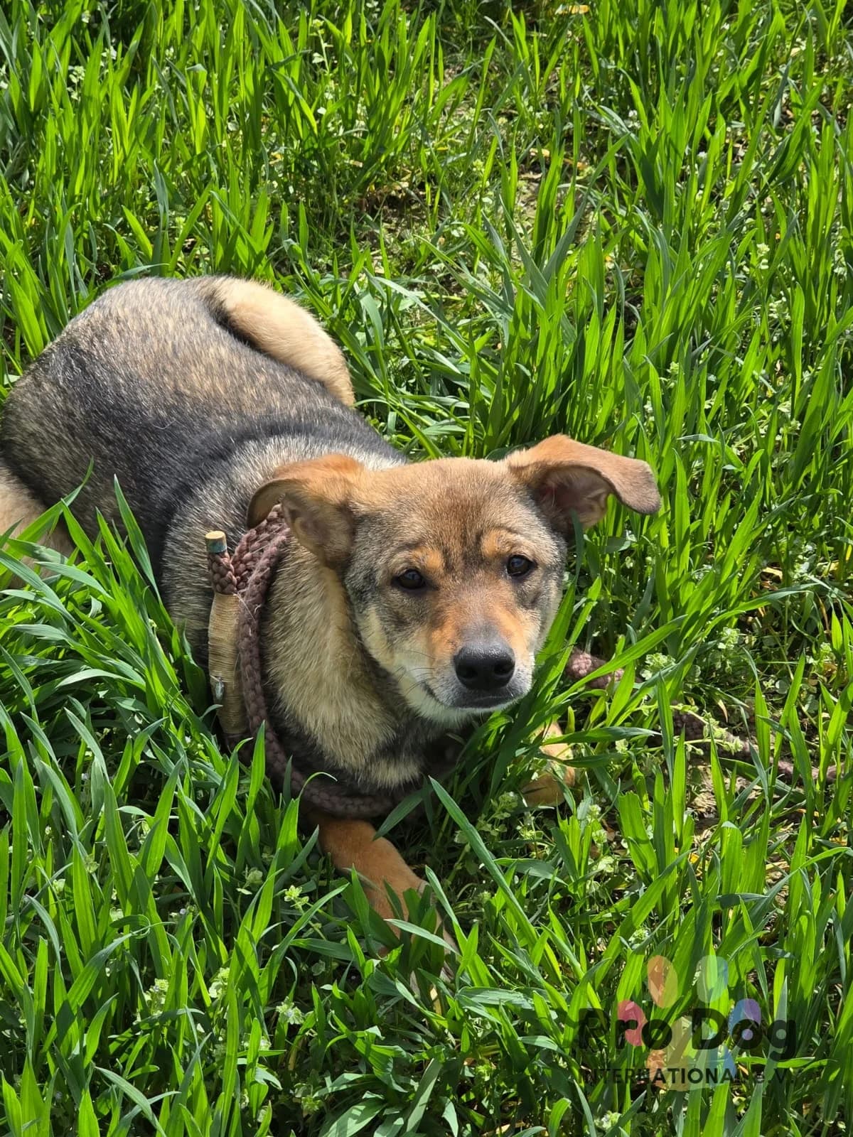 Danny in Rumänien, male young Mixed Breed for adoption at Pro Dog International e.V., Talkau
