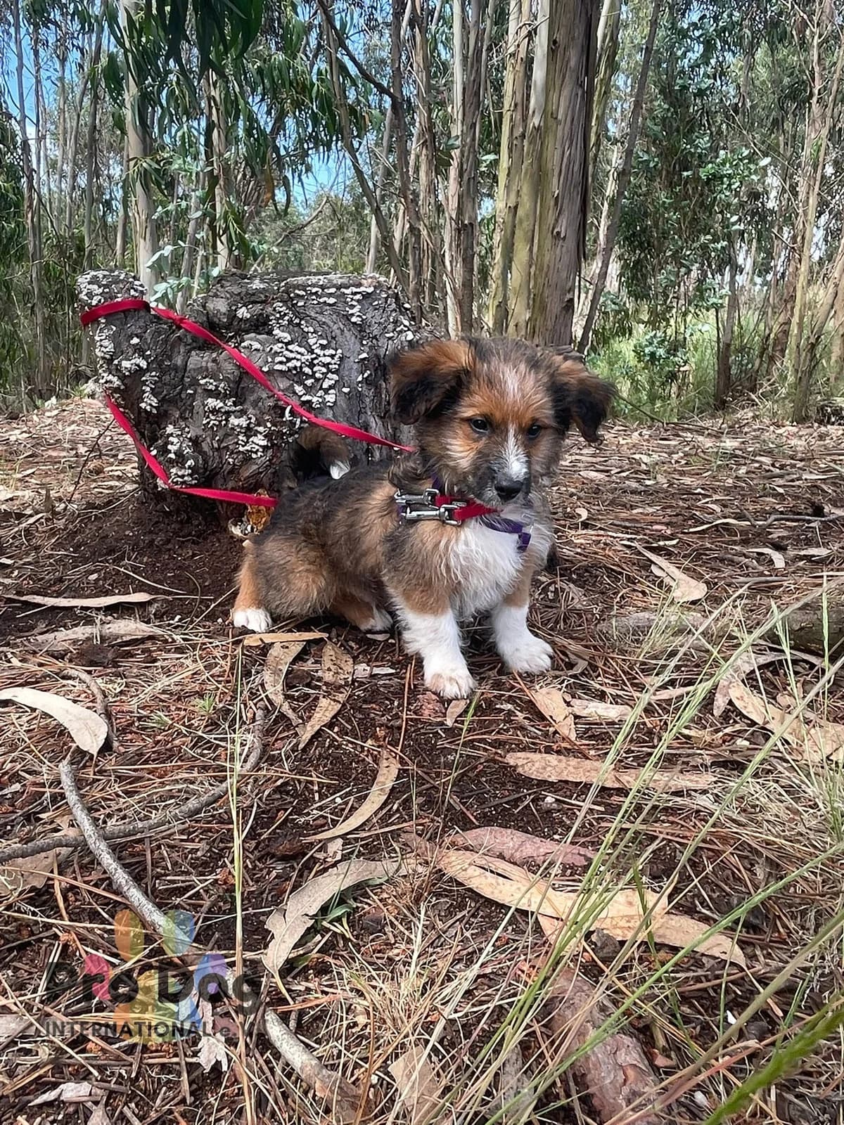 Stan in Portugal, male puppy Mixed Breed for adoption at Pro Dog International e.V., Talkau