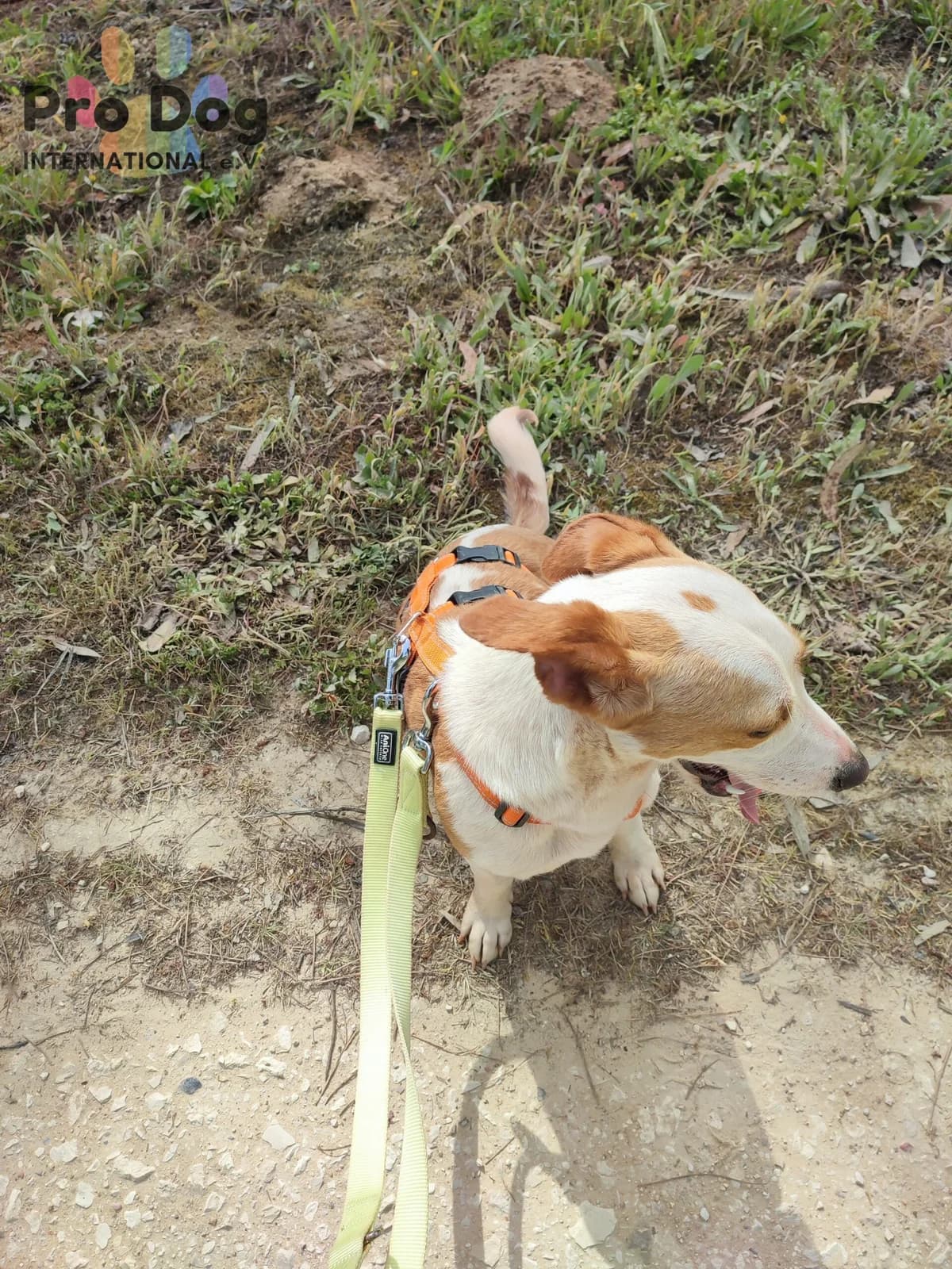 Yari in Portugal, male young Mixed Breed for adoption at Pro Dog International e.V., Talkau