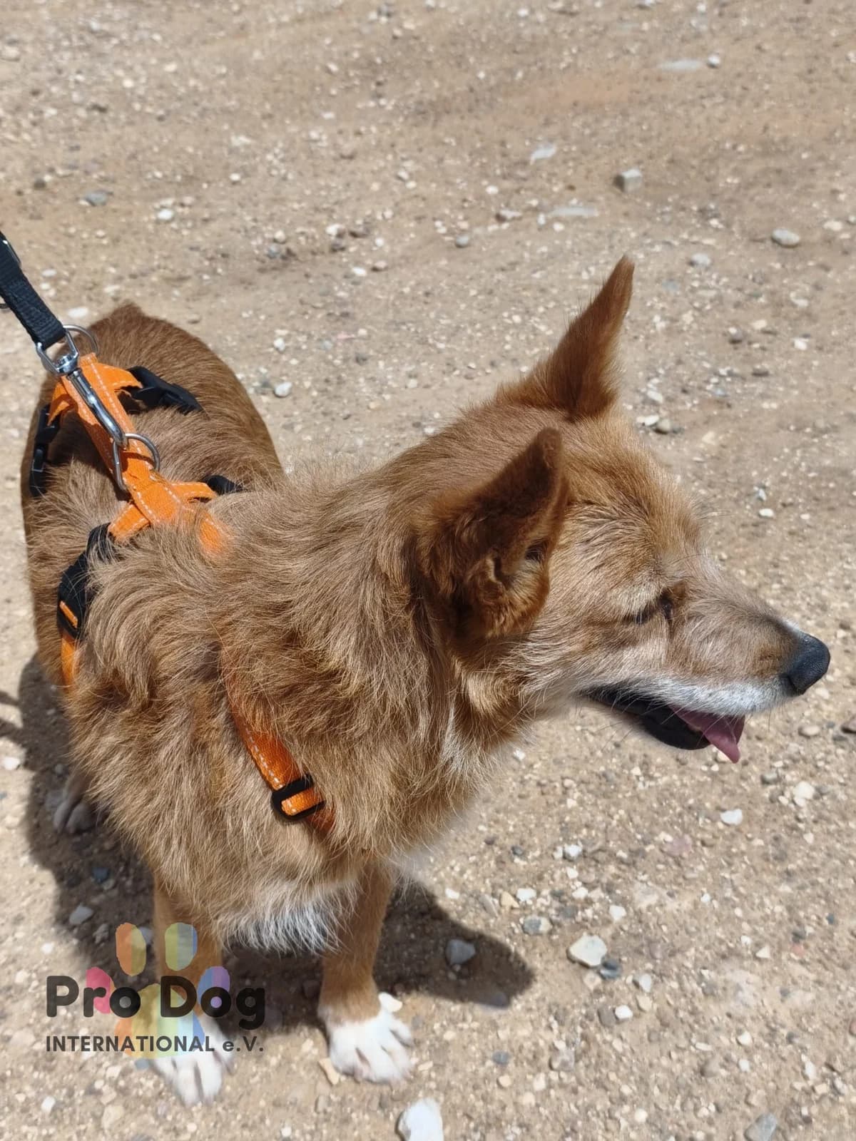 Bente in Portugal, male senior Mixed Breed for adoption at Pro Dog International e.V., Talkau