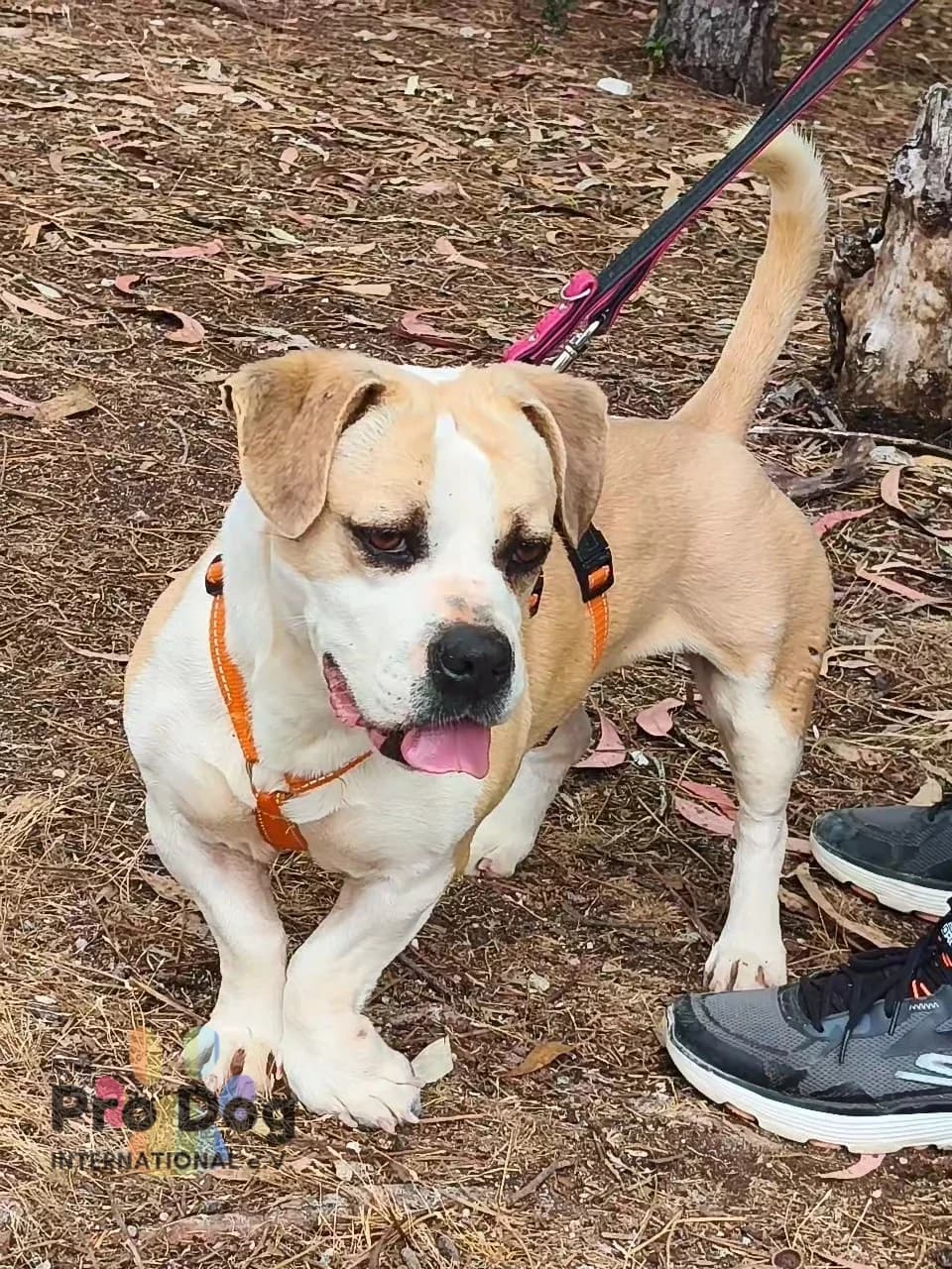 Saba in Portugal, male 3yo Mixed Breed for adoption at Pro Dog International e.V., Talkau