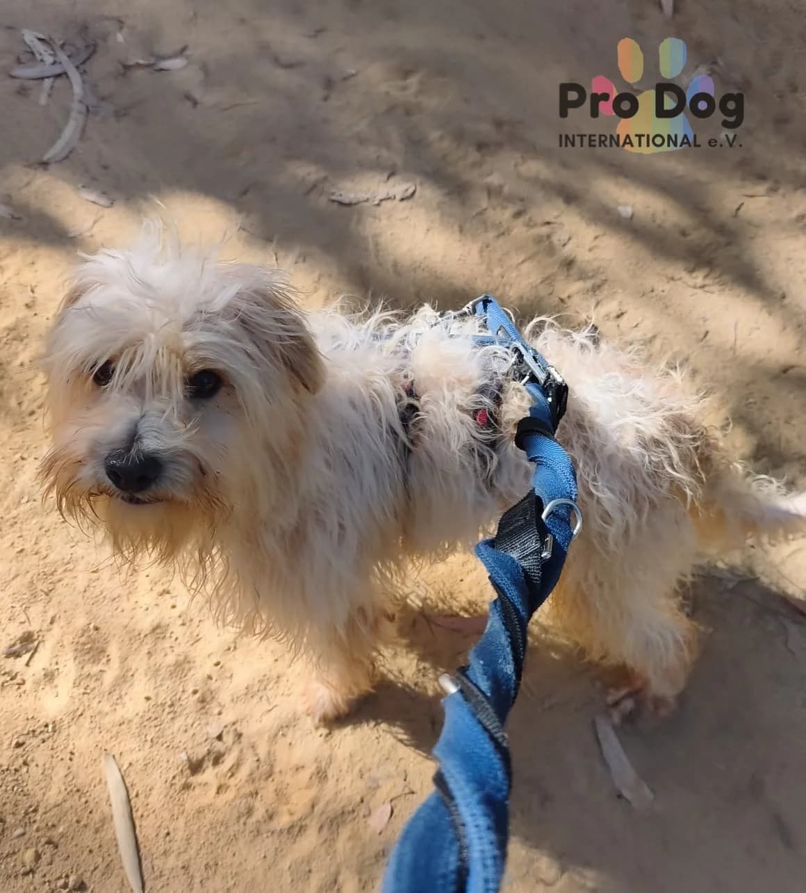 Malon in Portugal, male 3yo Mixed Breed for adoption at Pro Dog International e.V., Talkau