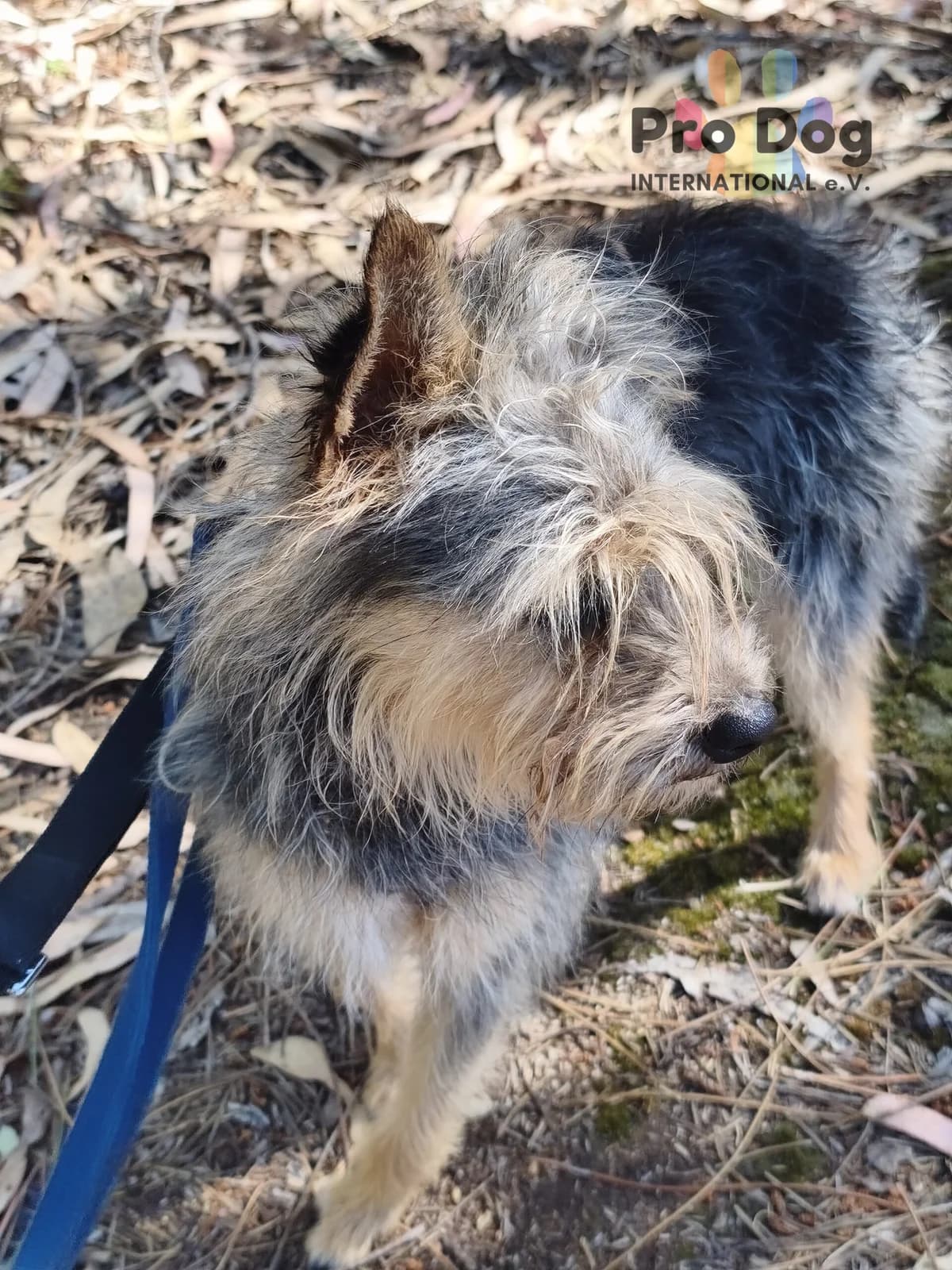 Avery in Portugal, male 3yo Mixed Breed for adoption at Pro Dog International e.V., Talkau