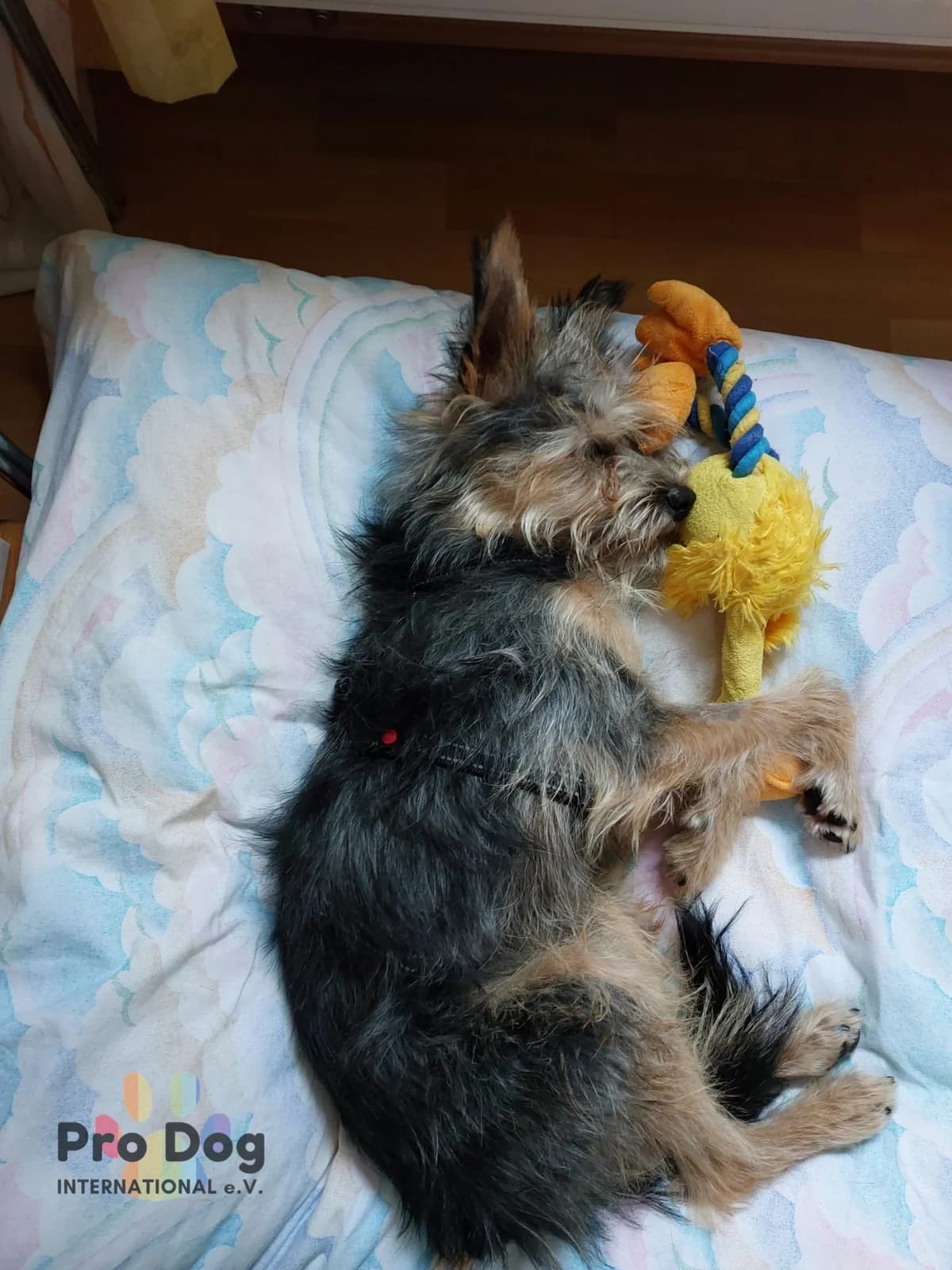 Avery auf Pflegestelle in 38723 Seesen, male 3yo Mixed Breed for adoption at Pro Dog International e.V., Talkau