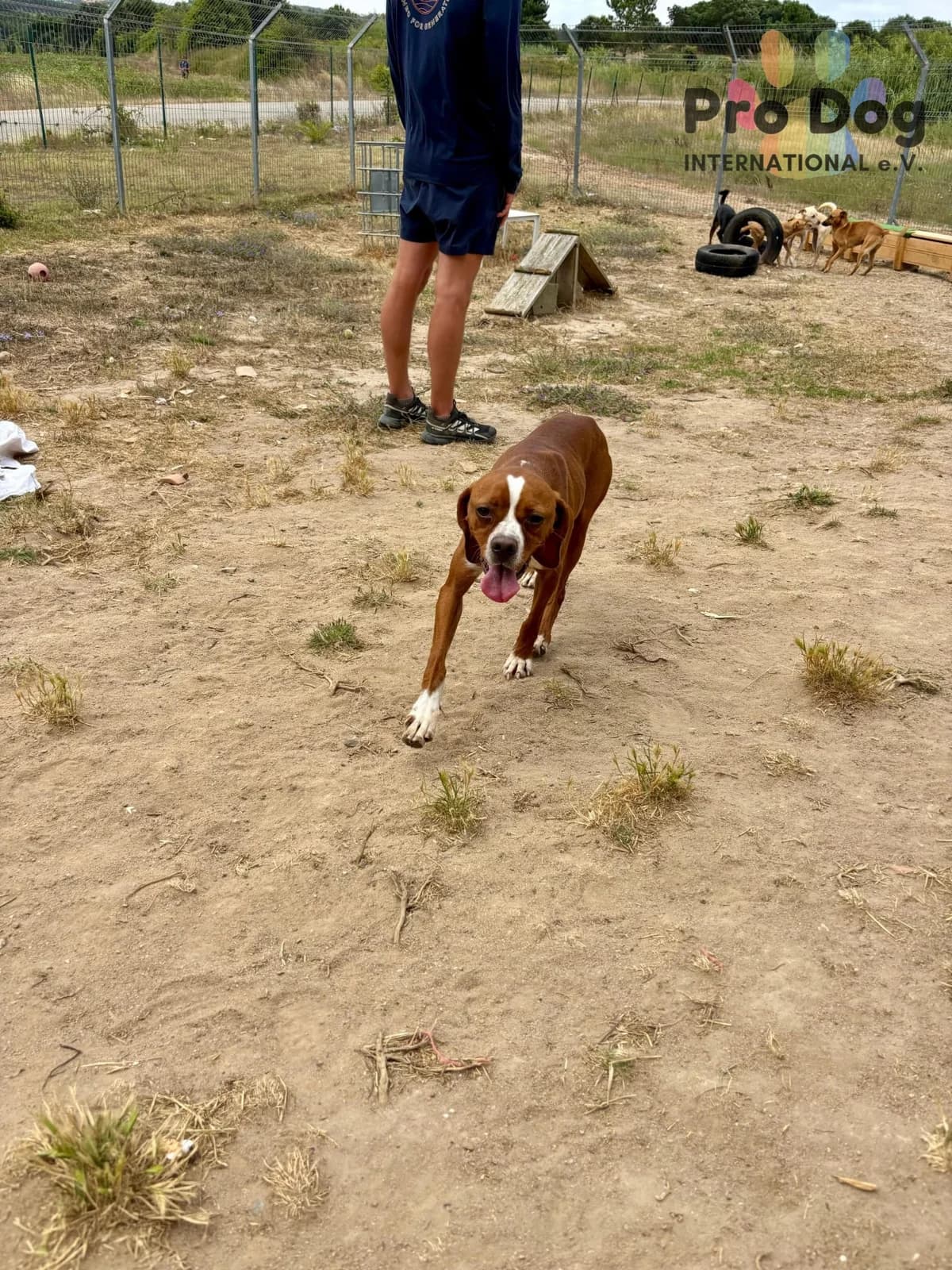 Blaze in Portugal, male 5yo Mixed Breed for adoption at Pro Dog International e.V., Talkau