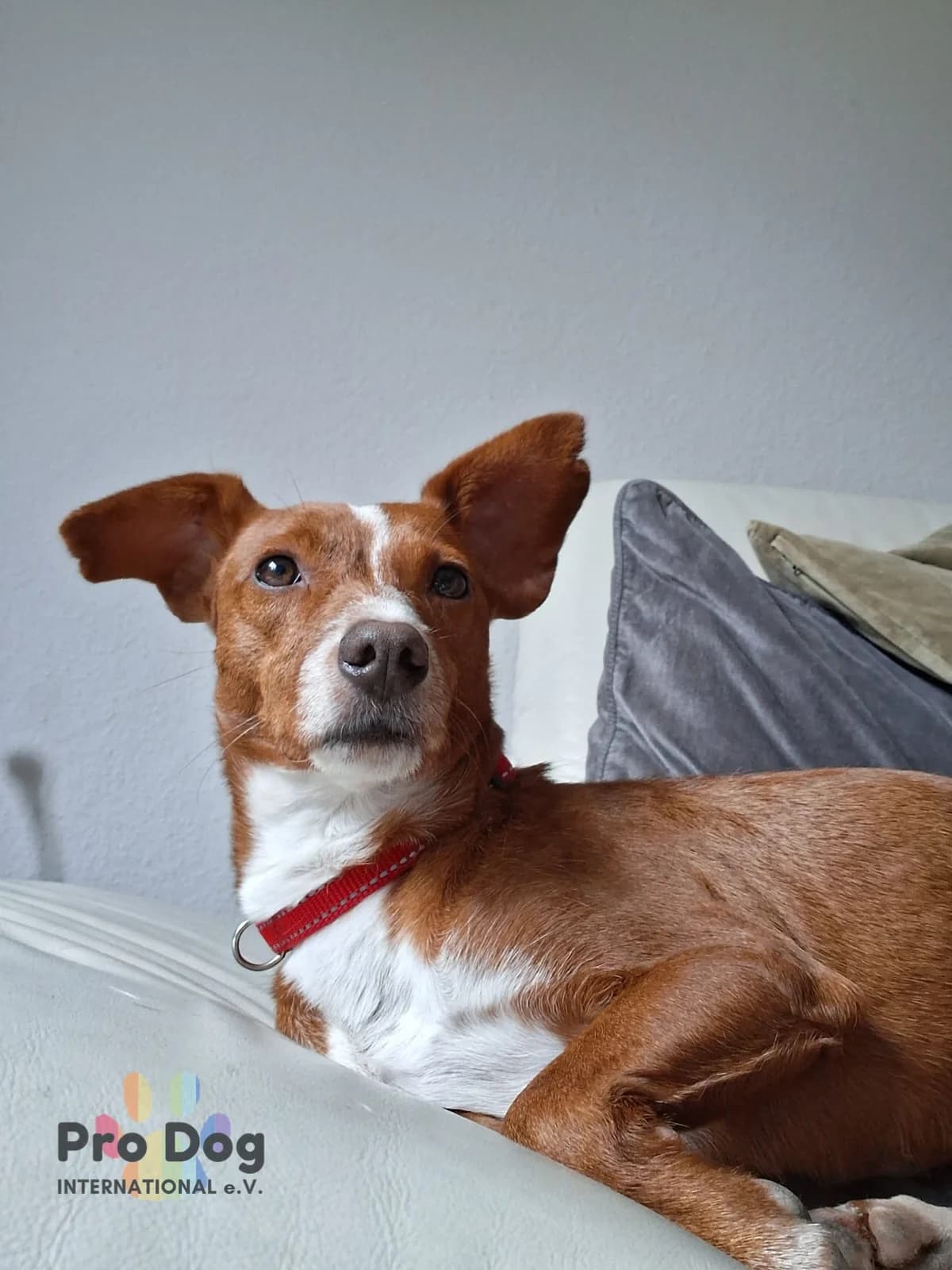 Pipo in Portugal – auf Pflegestelle in 33334 Gütersloh, male 4yo Mixed Breed for adoption at Pro Dog International e.V., Talkau