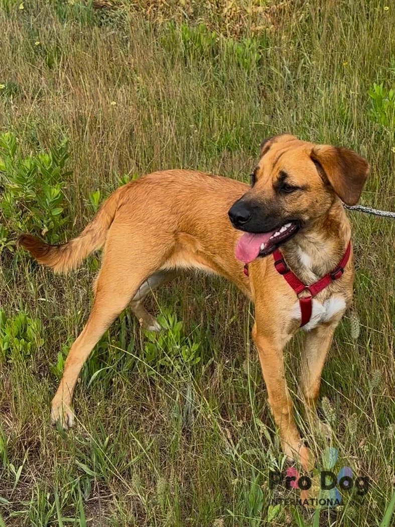 Leoa in Portugal, female young Mixed Breed for adoption at Pro Dog International e.V., Talkau