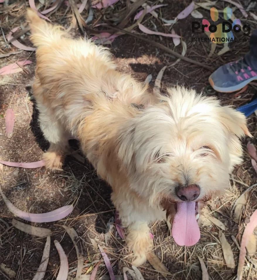 Silvan in Portugal, male senior Mixed Breed for adoption at Pro Dog International e.V., Talkau