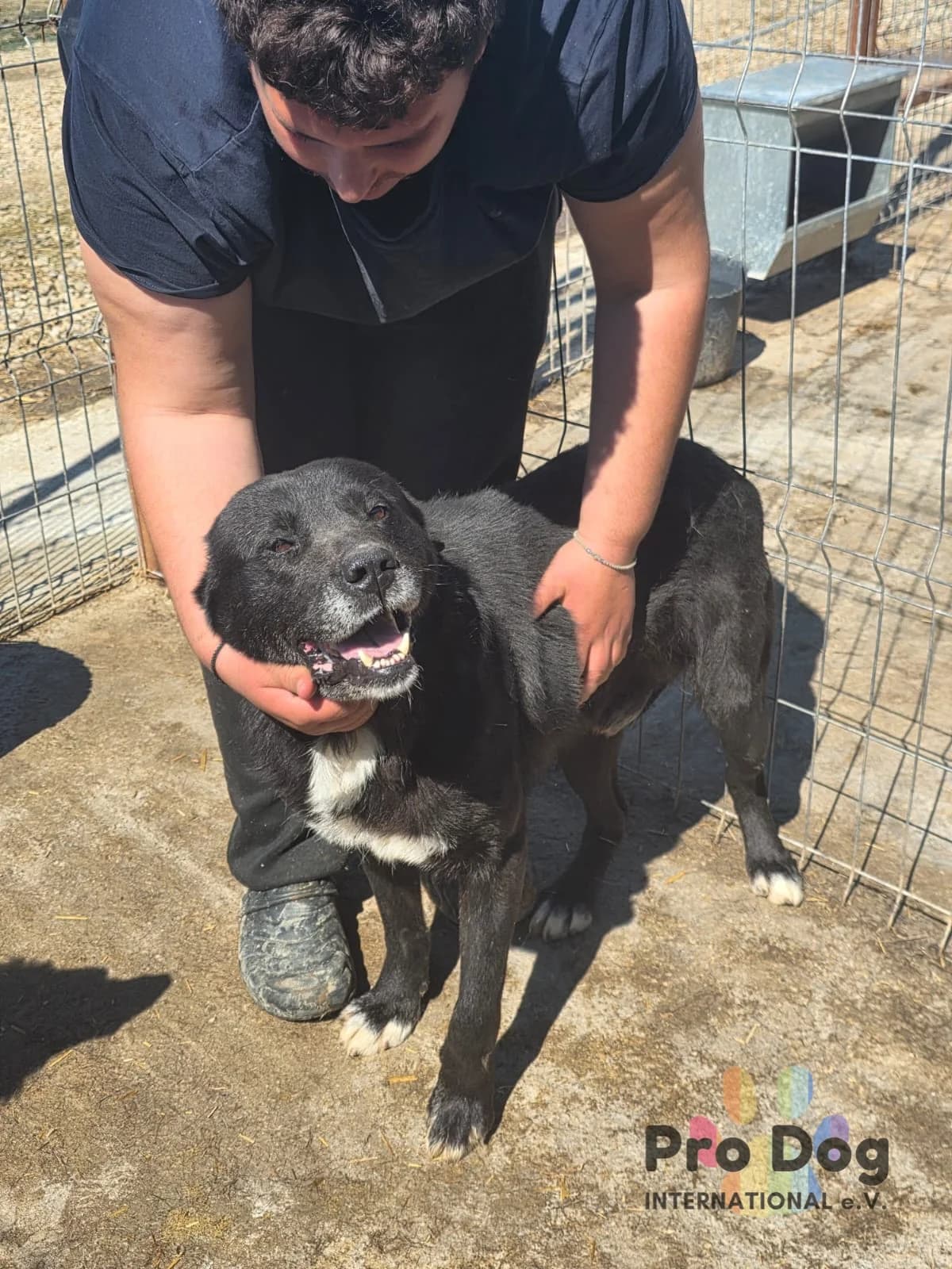 Joy in Rumänien, male senior Mixed Breed for adoption at Pro Dog International e.V., Talkau