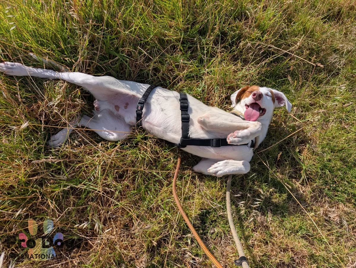 Nelson in Portugal, male young Mixed Breed for adoption at Pro Dog International e.V., Talkau
