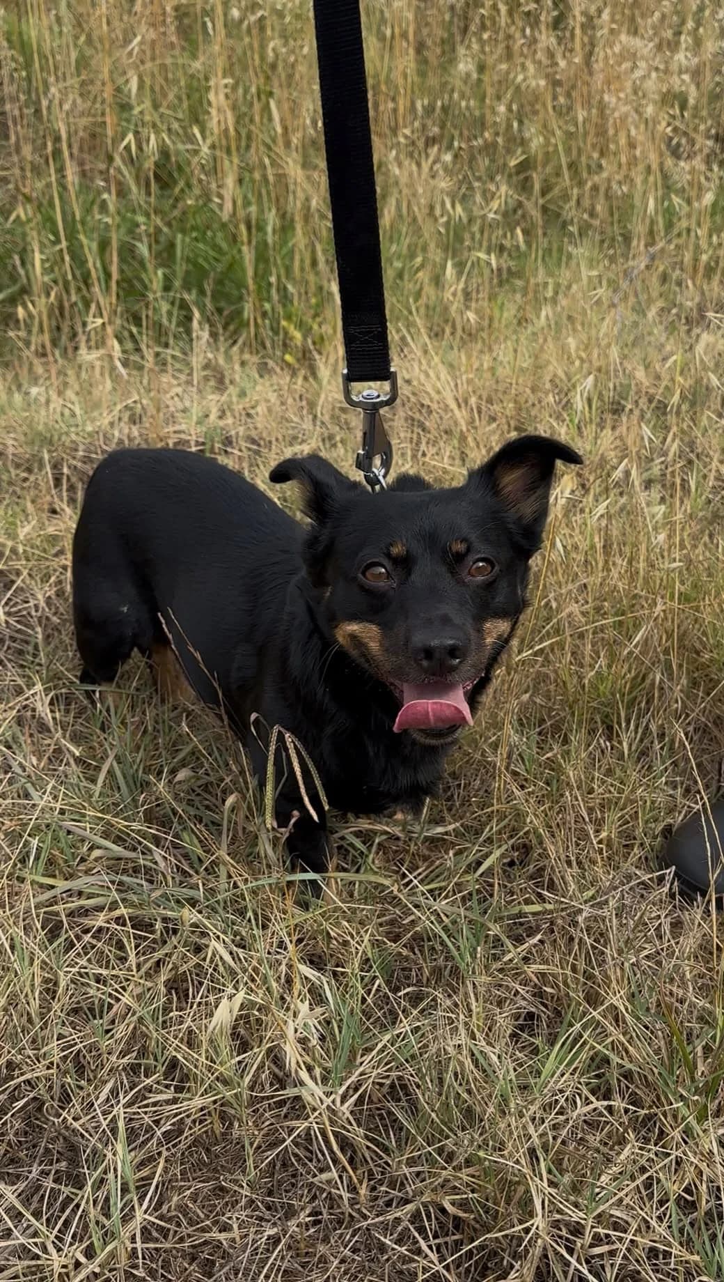 Zuka in Portugal, male 5yo Mixed Breed for adoption at Pro Dog International e.V., Talkau