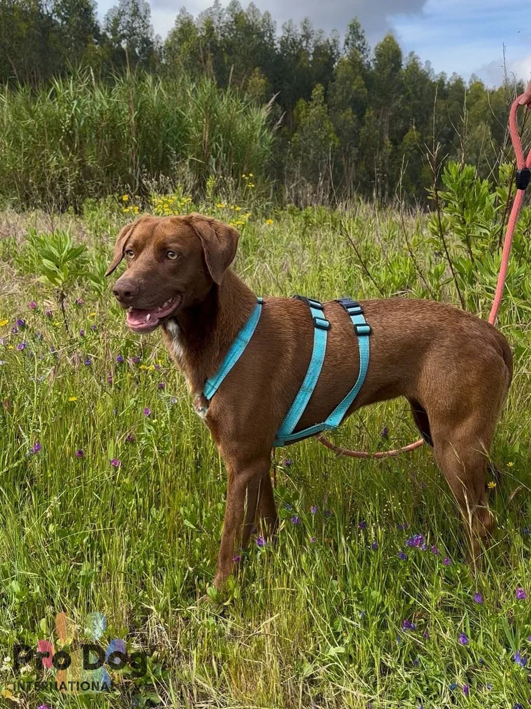 Layla in Portugal, female young Mixed Breed for adoption at Pro Dog International e.V., Talkau