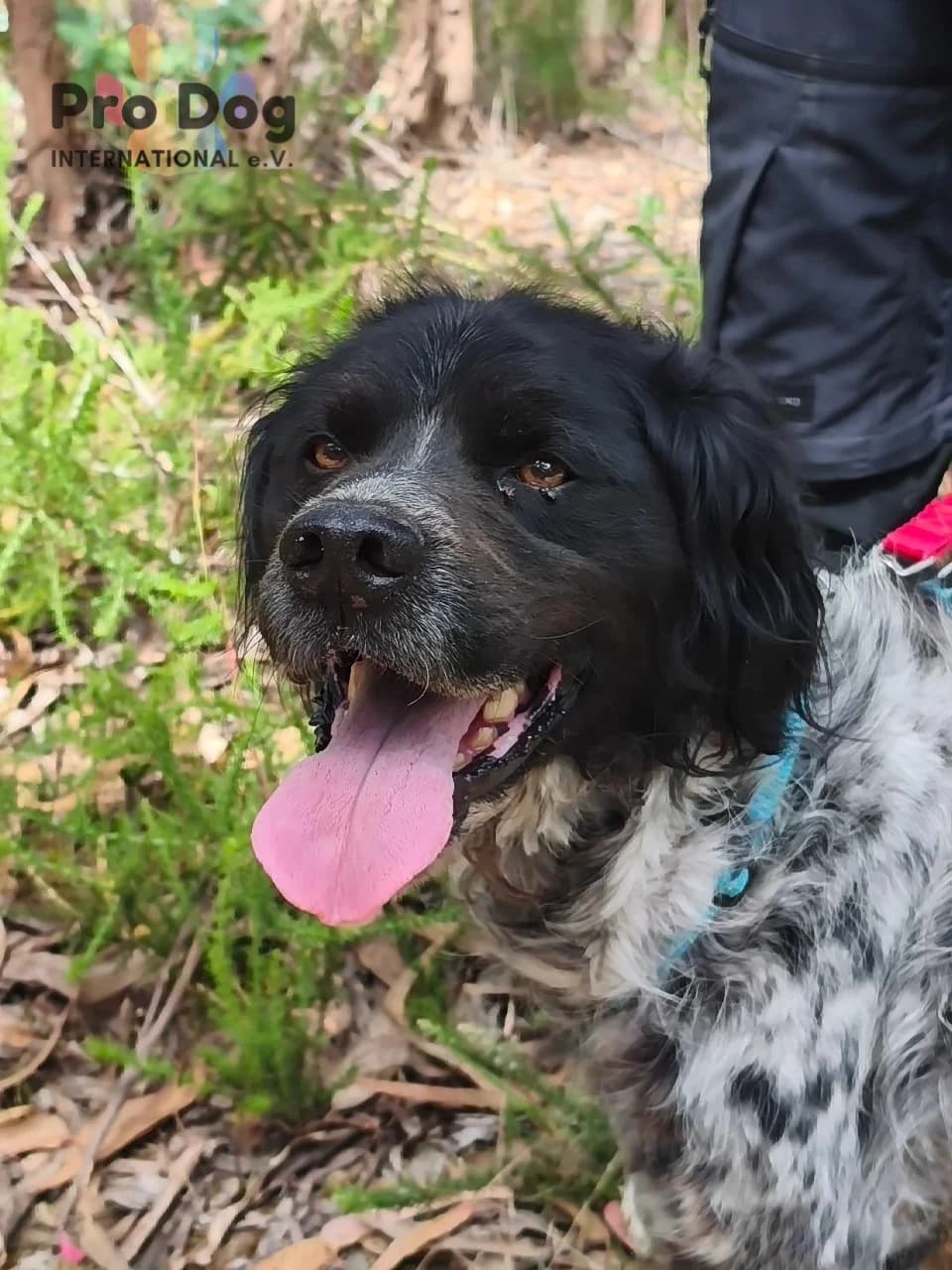 Raphael in Portugal, male Brittany Spaniel for adoption at Pro Dog International e.V., Talkau