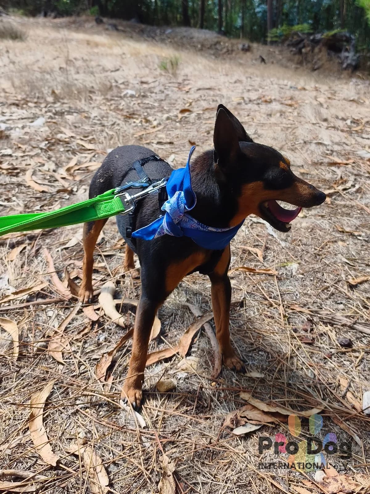 Kingston in Portugal, male 7yo Mixed Breed for adoption at Pro Dog International e.V., Talkau
