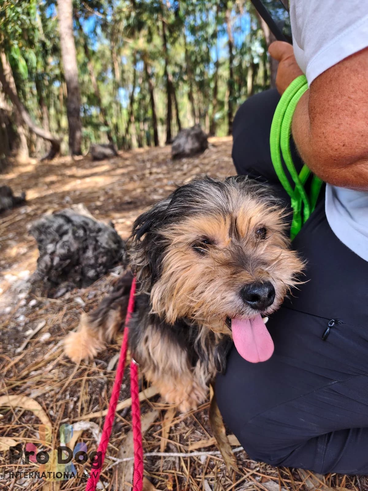 Louhi in Portugal, male young Mixed Breed for adoption at Pro Dog International e.V., Talkau