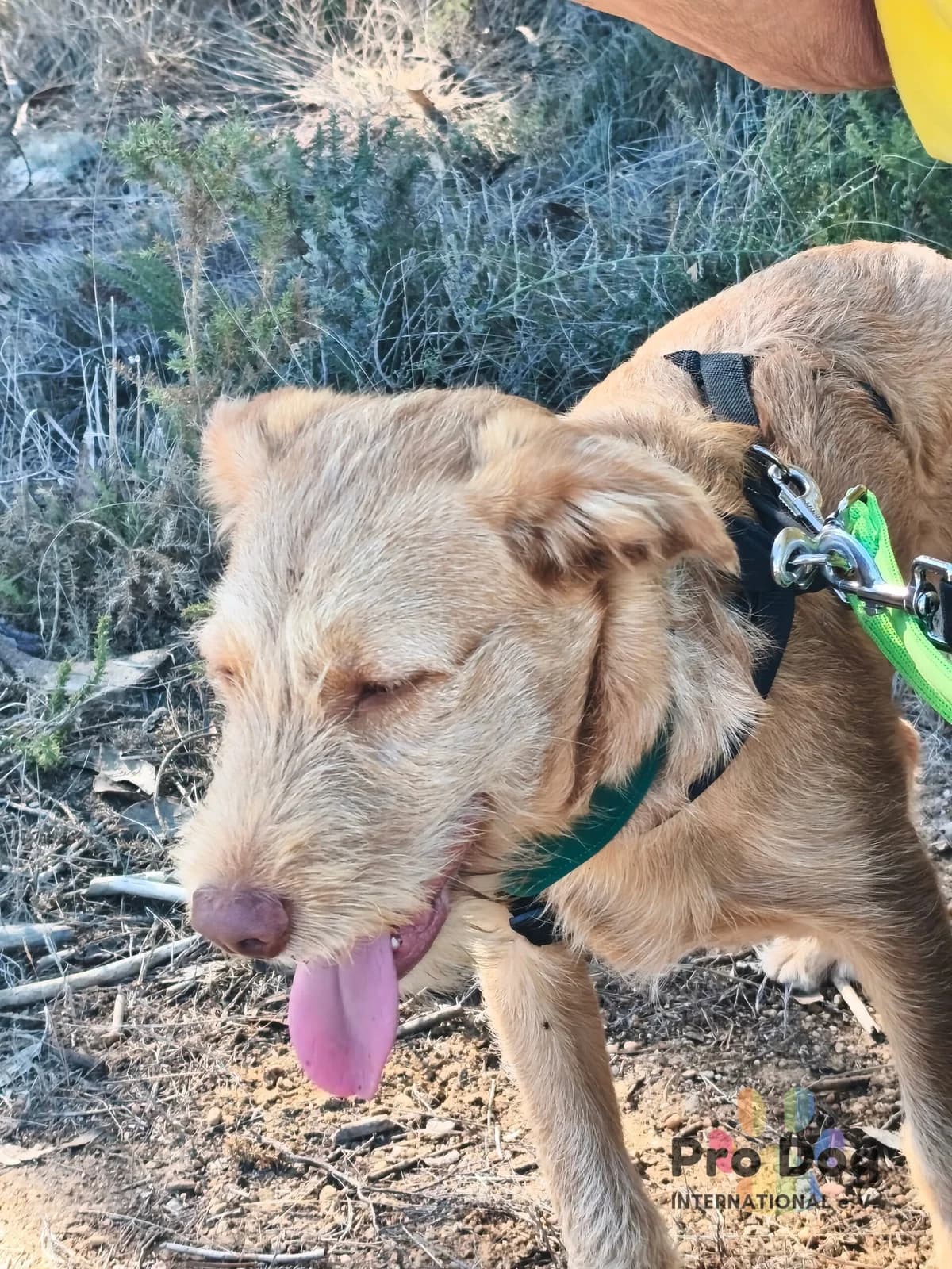 Cooper in Portugal, male puppy Mixed Breed for adoption at Pro Dog International e.V., Talkau