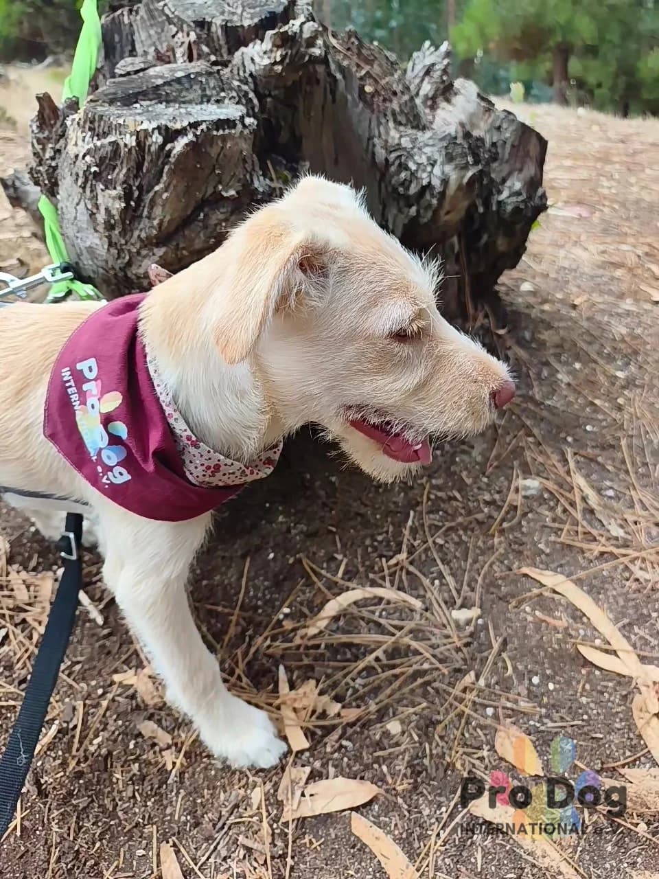 Nala in Portugal, female puppy Mixed Breed for adoption at Pro Dog International e.V., Talkau