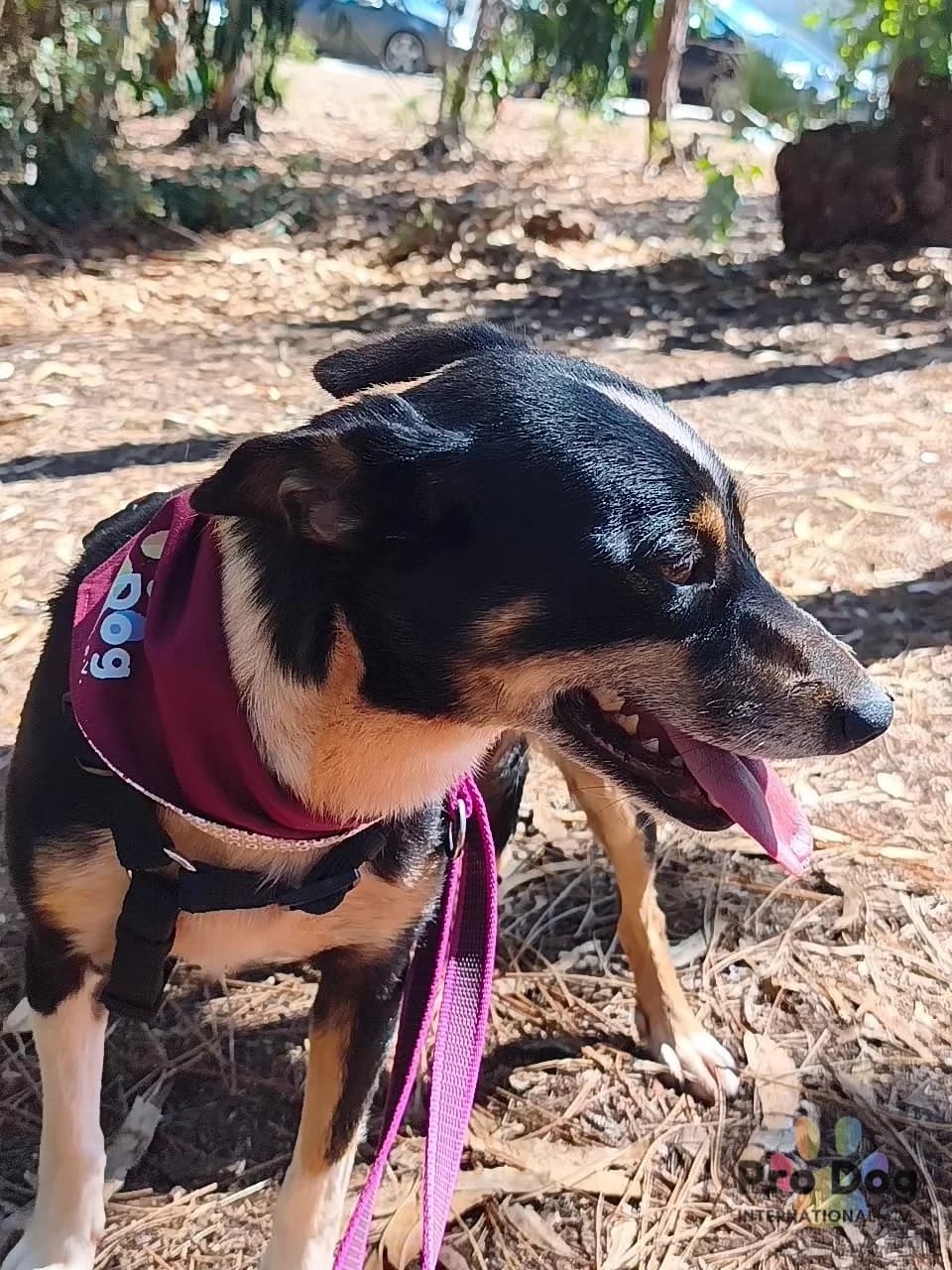 Maya in Portugal, female 3yo Mixed Breed for adoption at Pro Dog International e.V., Talkau