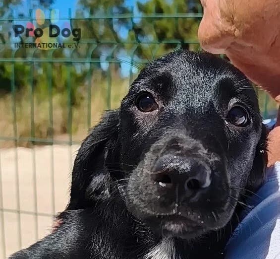 Gaia in Portugal, female puppy Mixed Breed for adoption at Pro Dog International e.V., Talkau