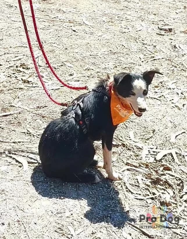 Holly in Portugal, female puppy Mixed Breed for adoption at Pro Dog International e.V., Talkau