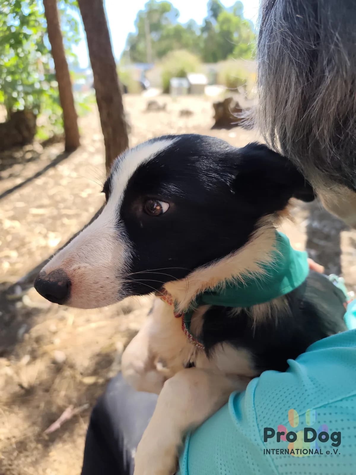 Naomi in Portugal, female puppy Mixed Breed for adoption at Pro Dog International e.V., Talkau