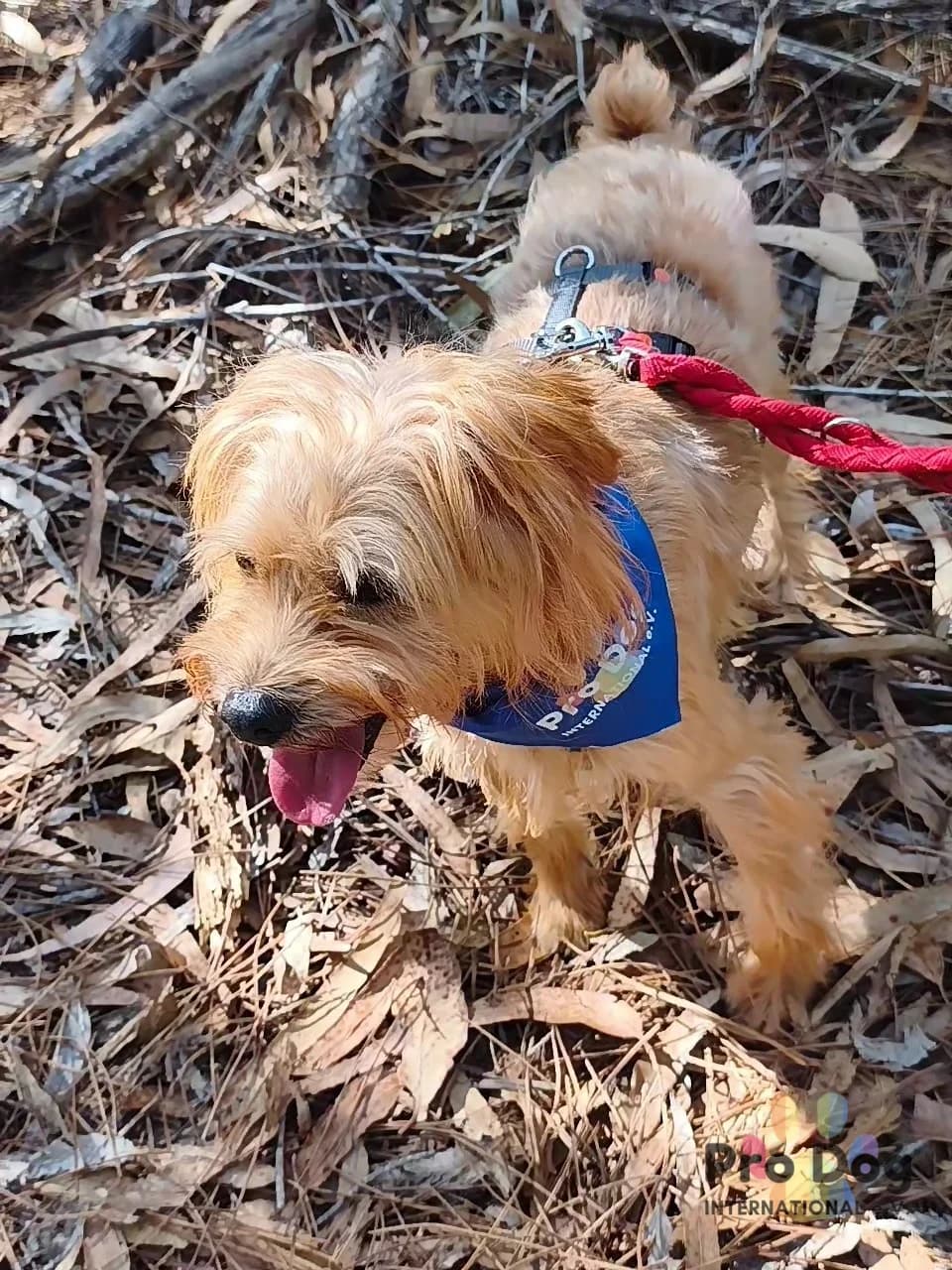 Theo in Portugal, male 6yo Mixed Breed for adoption at Pro Dog International e.V., Talkau