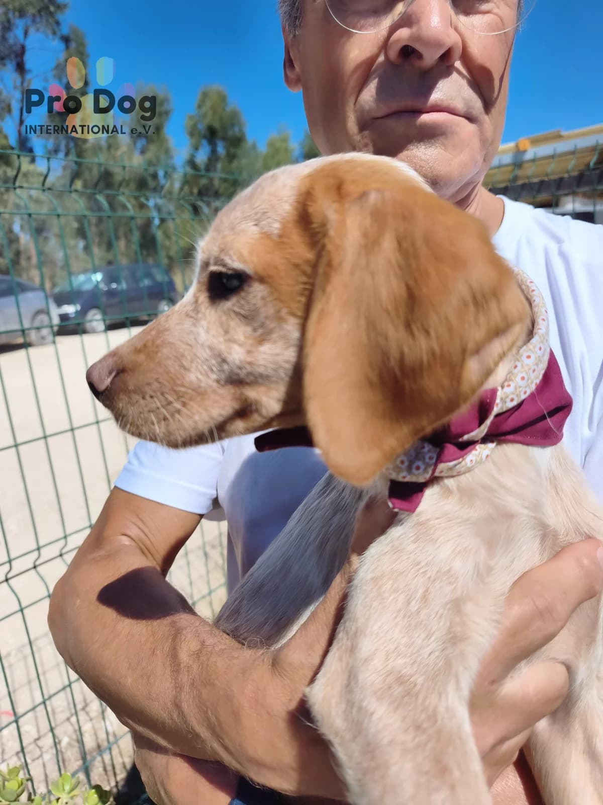 Hazel in Portugal, female puppy Mixed Breed for adoption at Pro Dog International e.V., Talkau