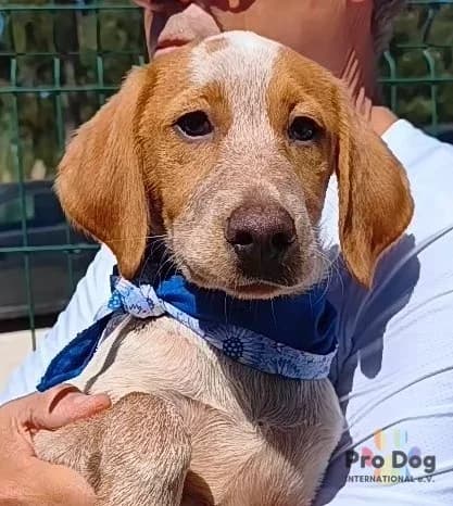 Dusty in Portugal, male puppy Mixed Breed for adoption at Pro Dog International e.V., Talkau