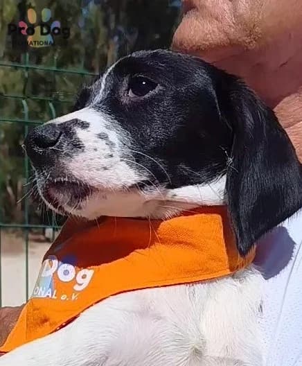 Tamina in Portugal, schwarz female puppy Mixed Breed for adoption at Pro Dog International e.V., Talkau