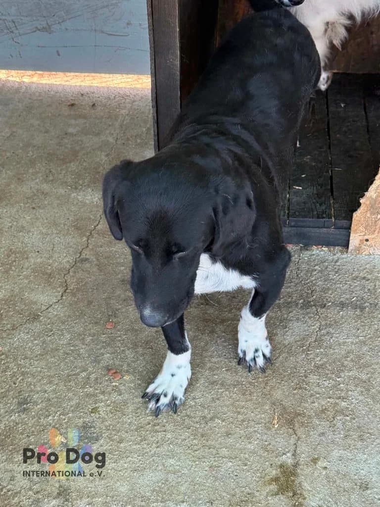 Toby in Rumänien, male 5yo Mixed Breed for adoption at Pro Dog International e.V., Talkau