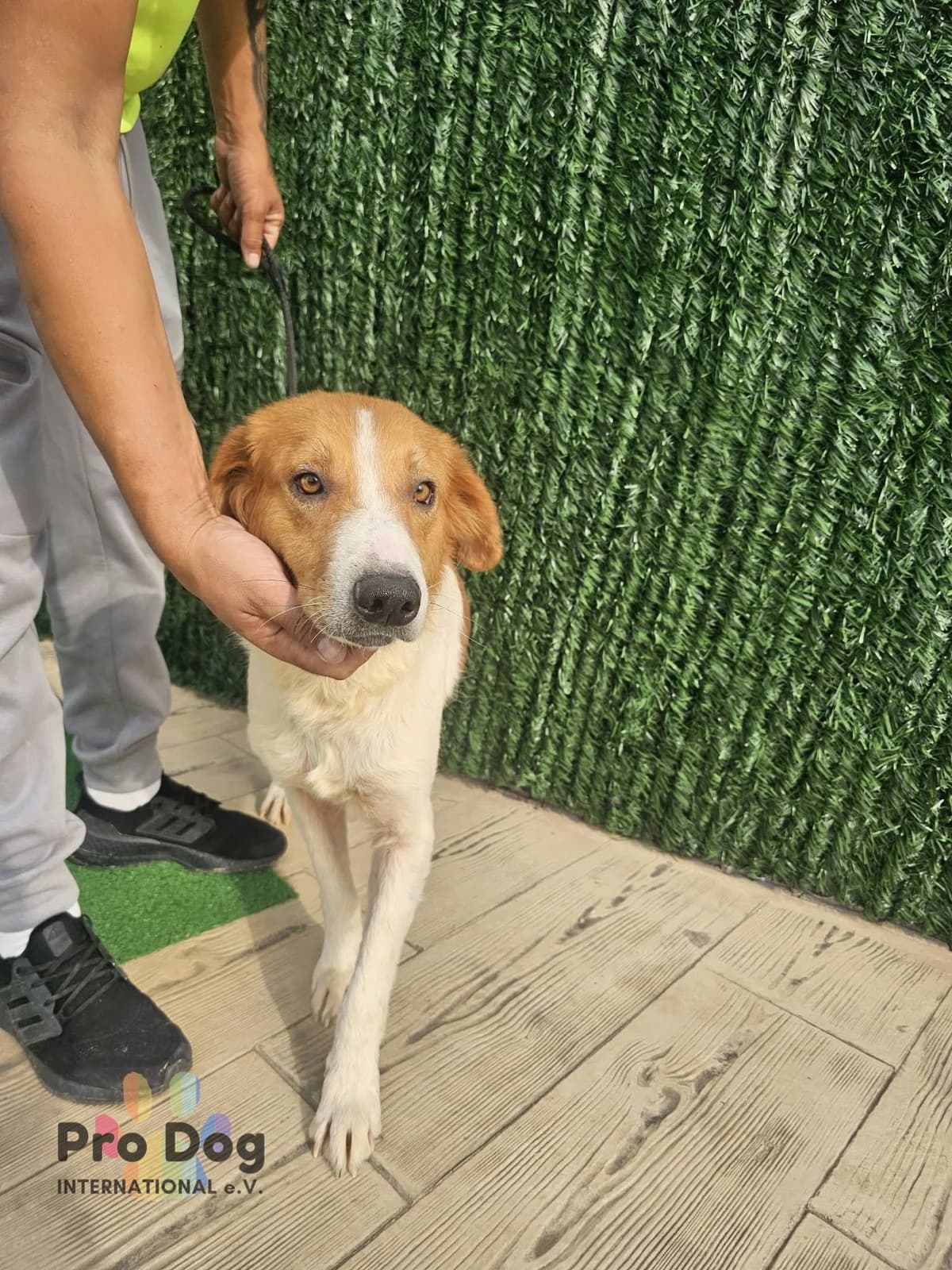 Jason in Rumänien, male 4yo Mixed Breed for adoption at Pro Dog International e.V., Talkau