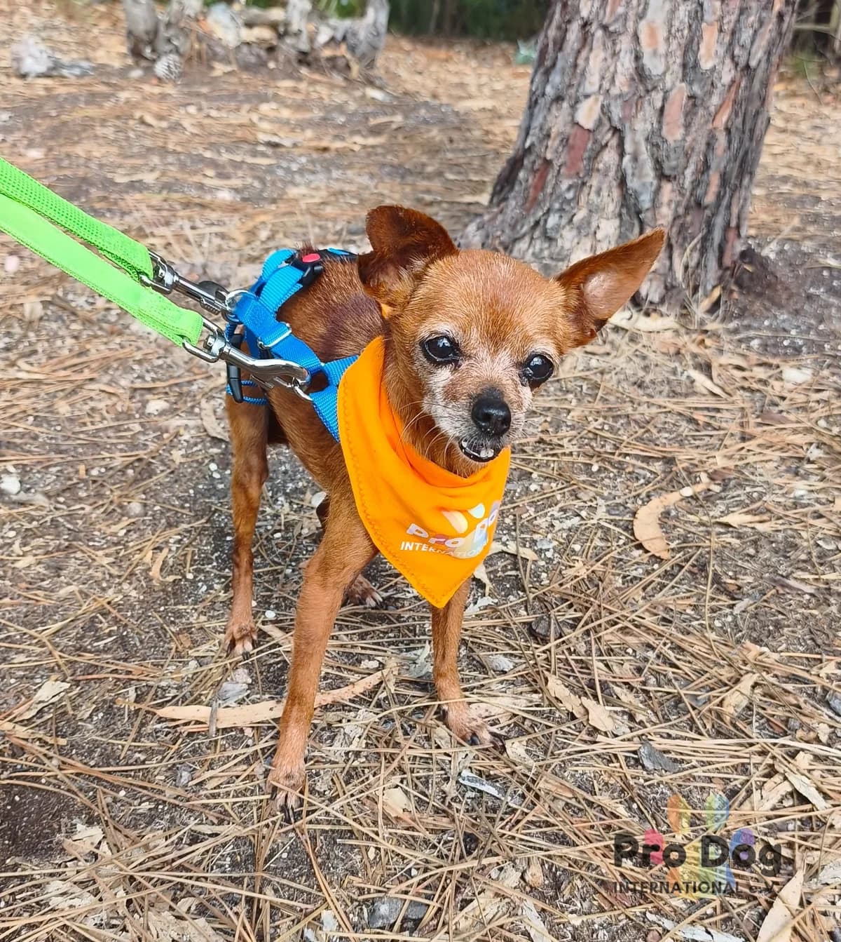 Gina in Portugal, female senior Mixed Breed for adoption at Pro Dog International e.V., Talkau