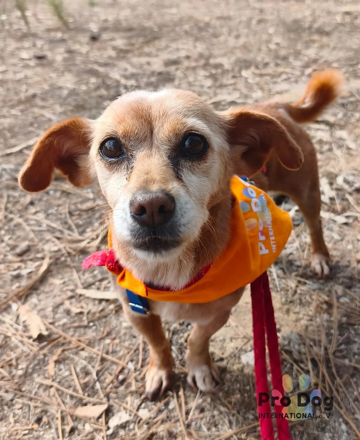 Martha in Portugal, female 7yo Mixed Breed for adoption at Pro Dog International e.V., Talkau