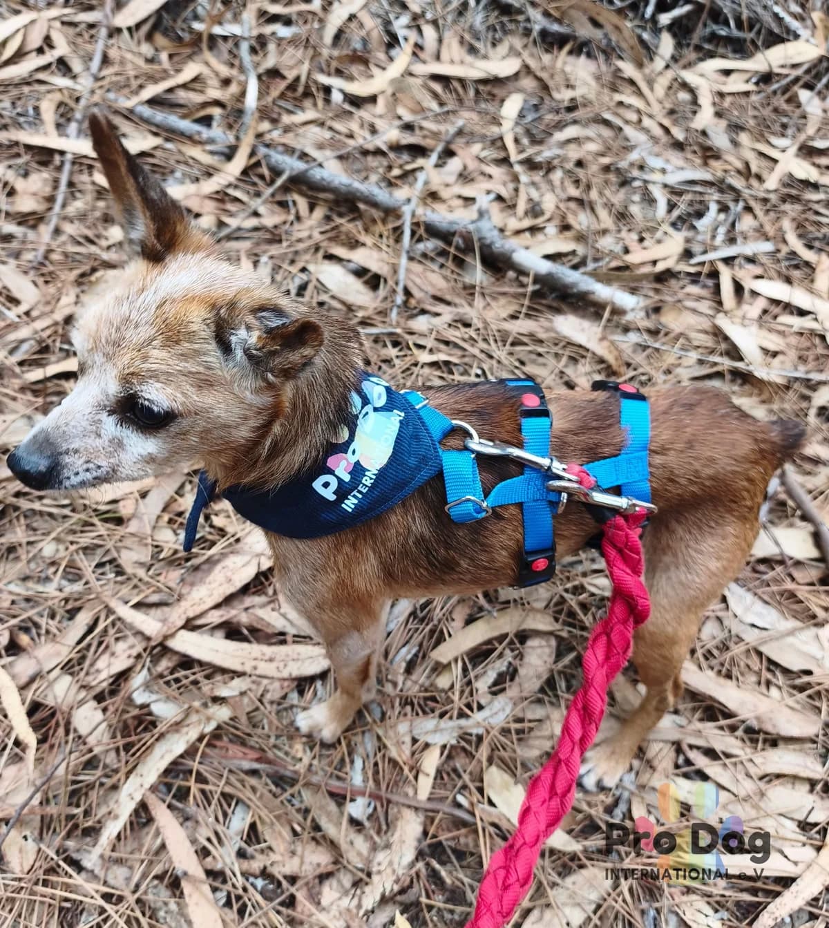 Gismo in Portugal, male senior Mixed Breed for adoption at Pro Dog International e.V., Talkau