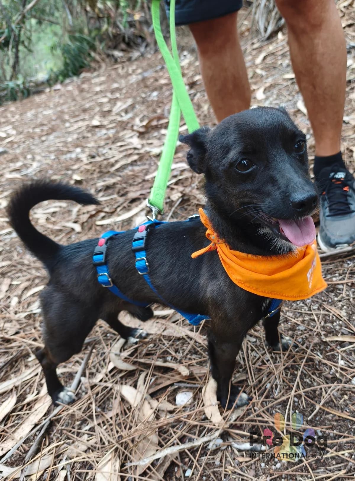 Udo in Portugal, male puppy Mixed Breed for adoption at Pro Dog International e.V., Talkau